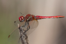 Sympetrum fonscolombii